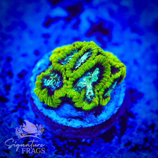 Lizard Skin Favia