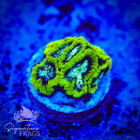 Lizard Skin Favia