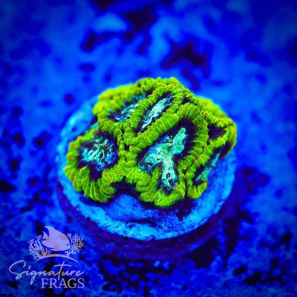Lizard Skin Favia