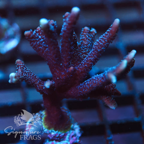 German Blue Polyp Digi