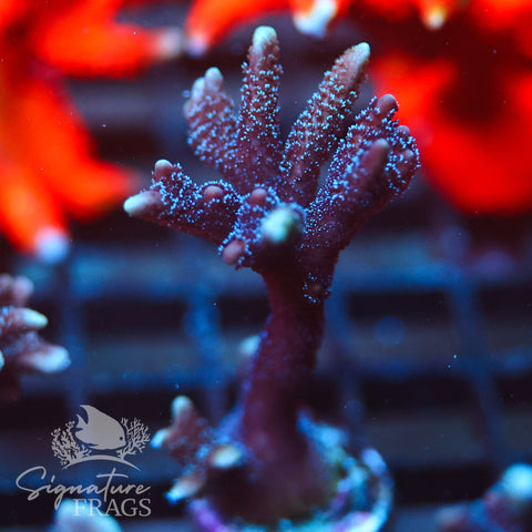 German Blue Polyp Digi