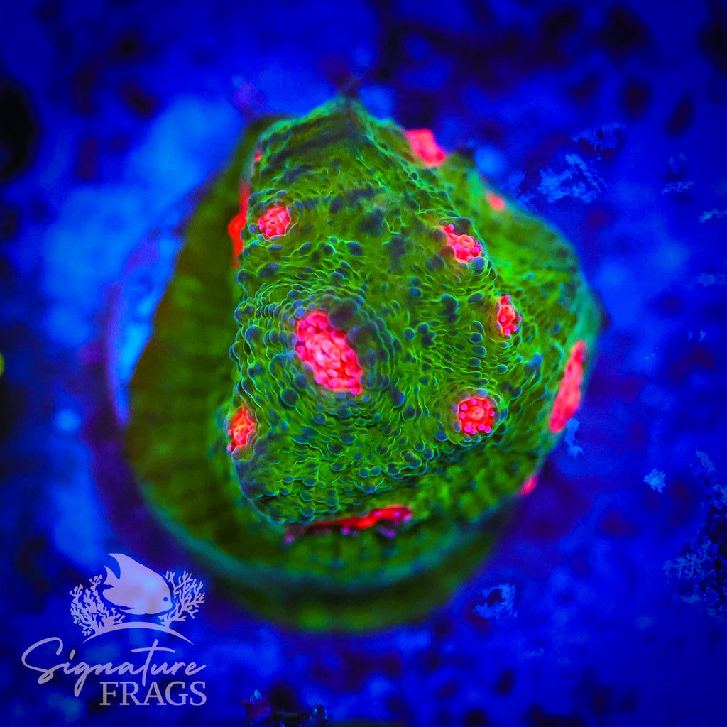 Teal Red Eye