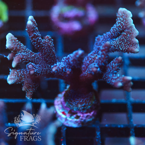 German Blue Polyp Digi