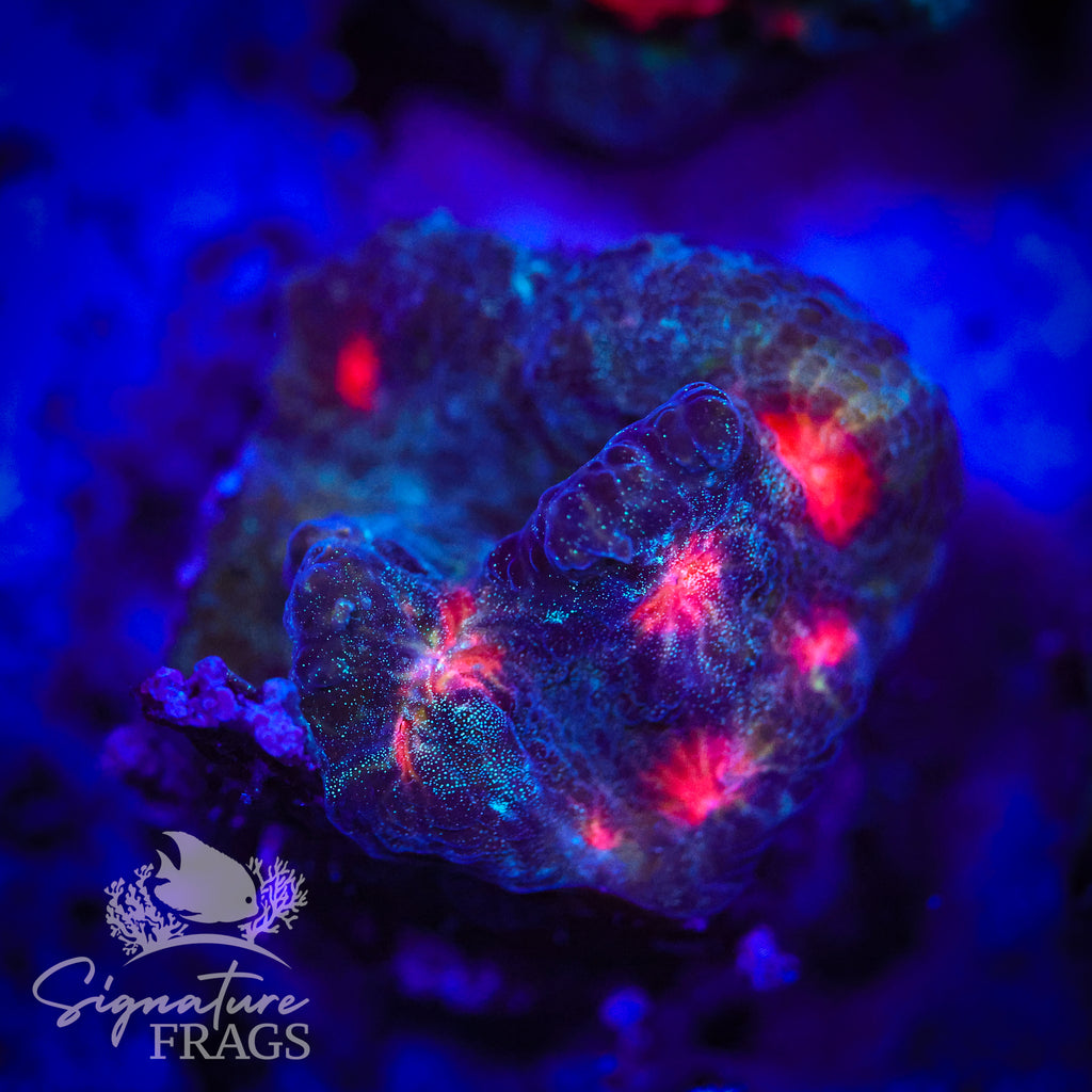 Glitter Devil Eye Chalice