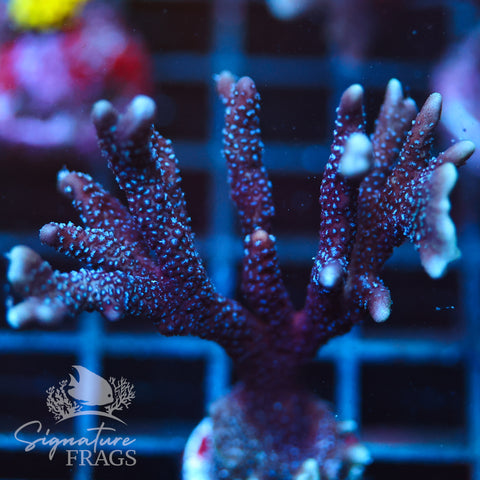 German Blue Polyp Digi