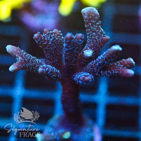 German Blue Polyp Digi