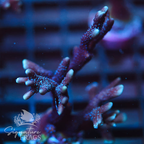 German Blue Polyp Digi