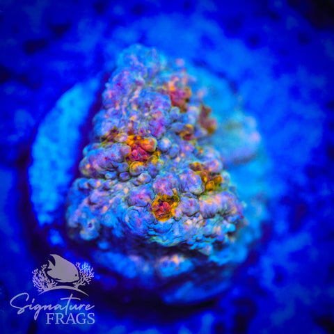 Assorted Rainbow Bounce Chalice