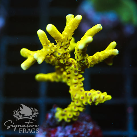 Anacropora