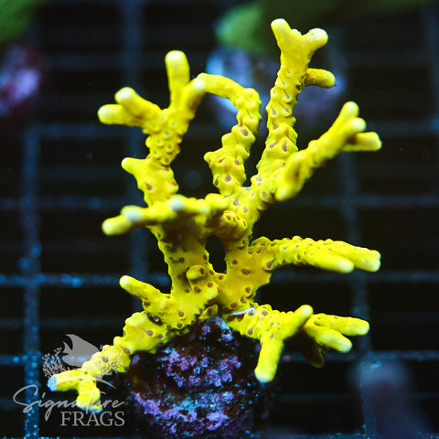 Anacropora