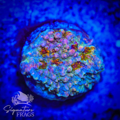Assorted Rainbow Bounce Chalice