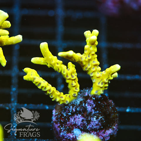 Anacropora