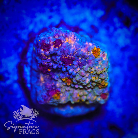 Assorted Rainbow Bounce Chalice