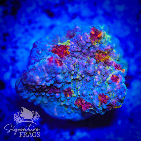 Assorted Rainbow Bounce Chalice