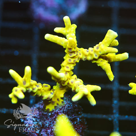 Anacropora