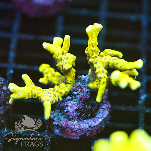 Anacropora