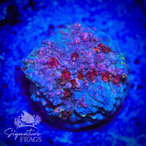 Assorted Rainbow Bounce Chalice