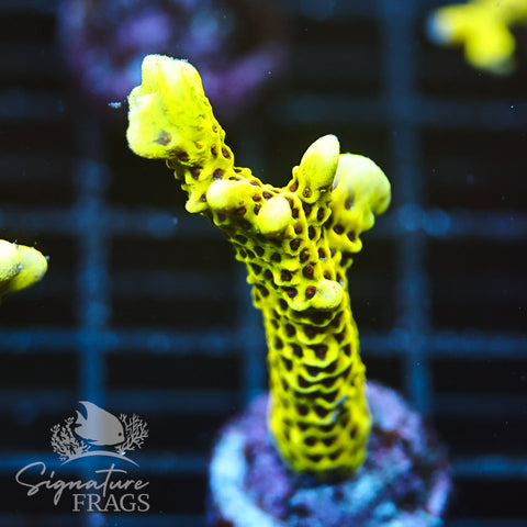 Slimeball Anacropora