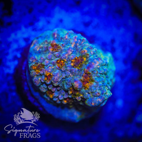 Assorted Rainbow Bounce Chalice