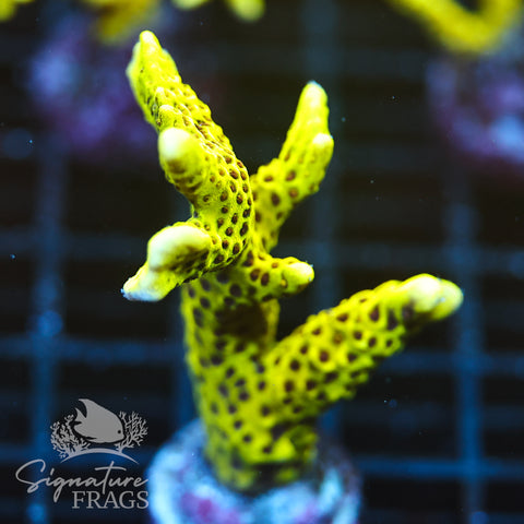 Slimeball Anacropora