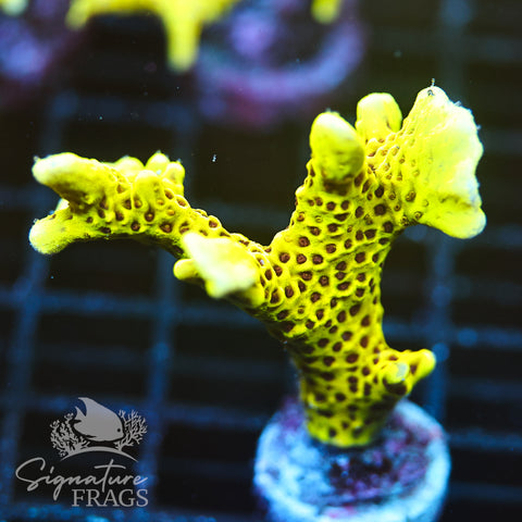 Slimeball Anacropora