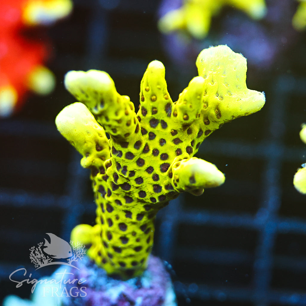 Slimeball Anacropora