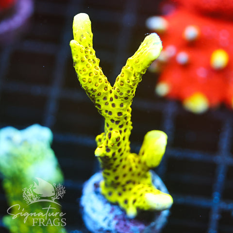 Slimeball Anacropora