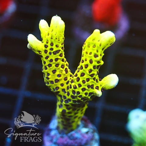 Slimeball Anacropora