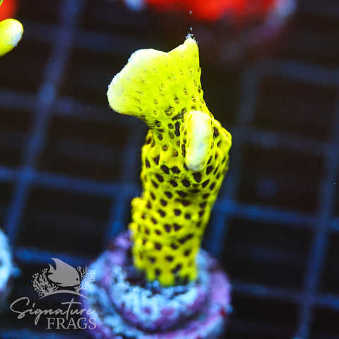 Slimeball Anacropora