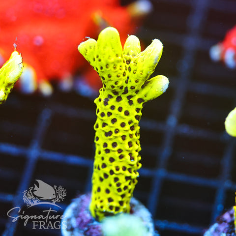 Slimeball Anacropora