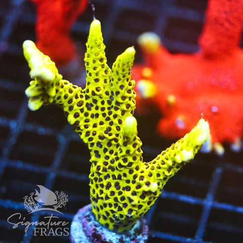 Slimeball Anacropora