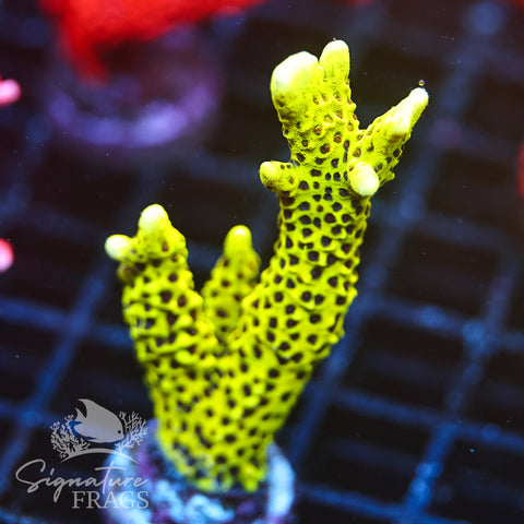 Slimeball Anacropora