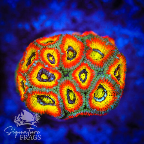 Holy Grail Micromussa Lord (Acan Lord)