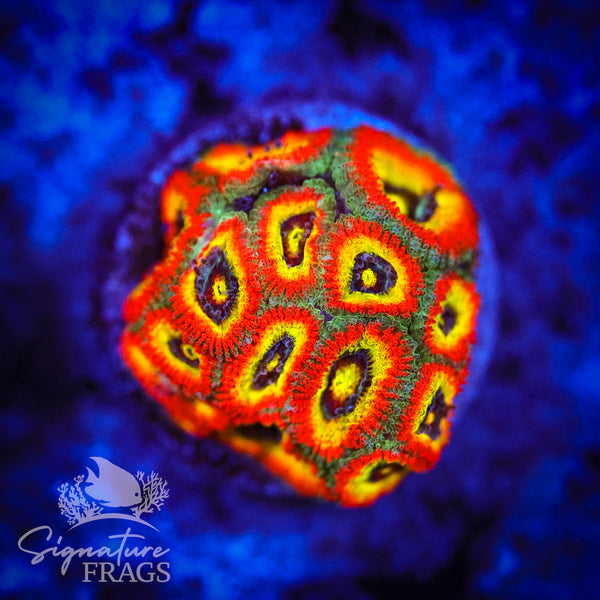 Holy Grail Micromussa Lord (Acan Lord)