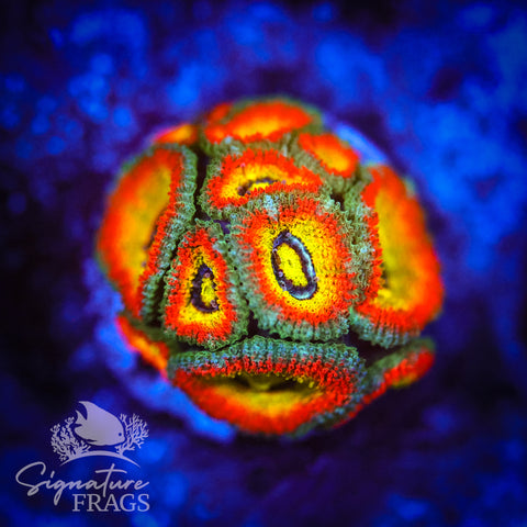 Holy Grail Micromussa Lord (Acan Lord)