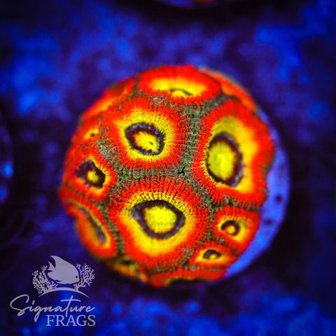 Holy Grail Micromussa Lord (Acan Lord)