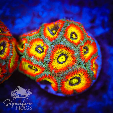 Holy Grail Micromussa Lord (Acan Lord)