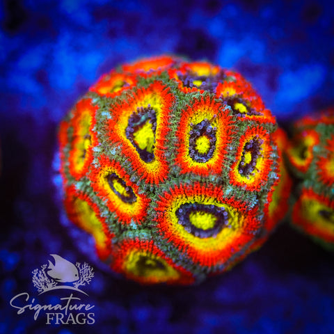 Holy Grail Micromussa Lord (Acan Lord)