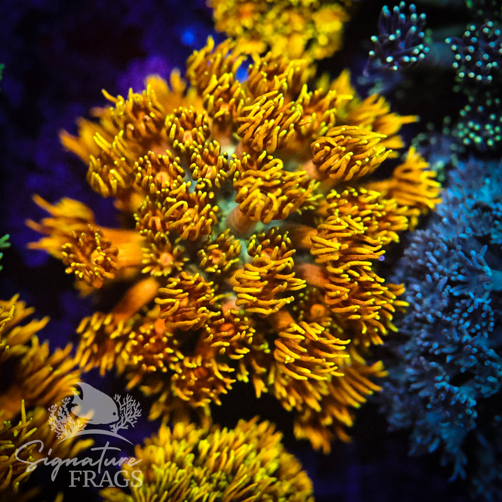 Mustard Yellow Goni