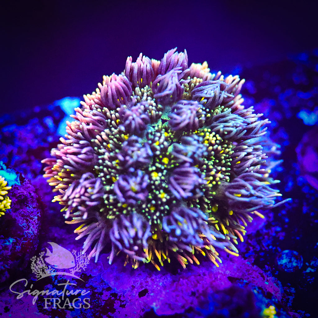 Neon Rainbow Goni