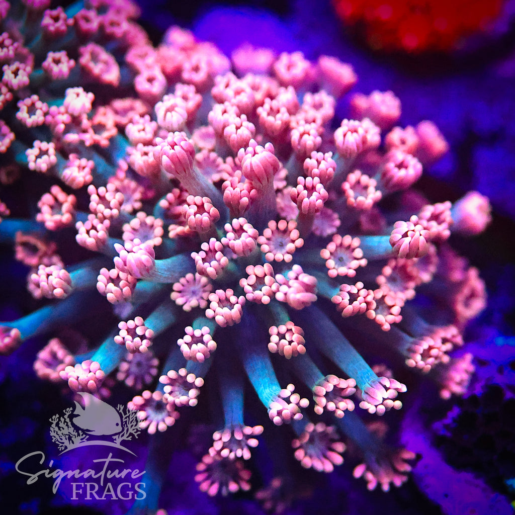 Pink Lash Blue Stem Alveopora