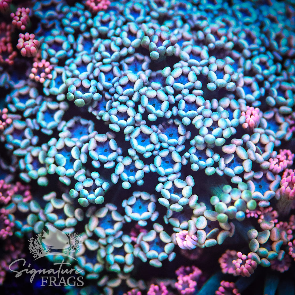 Hologram Lash Alveopora
