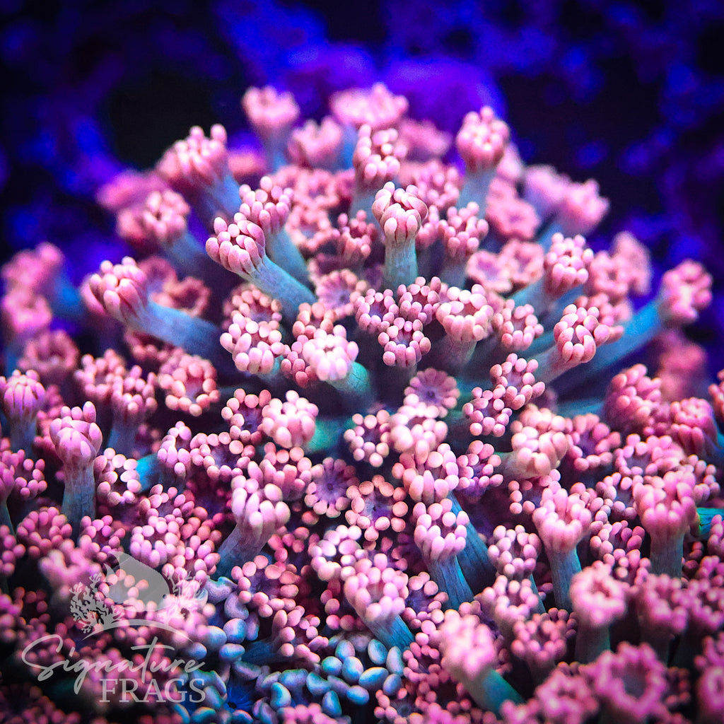 Pink Lash Green Stem Alveopora