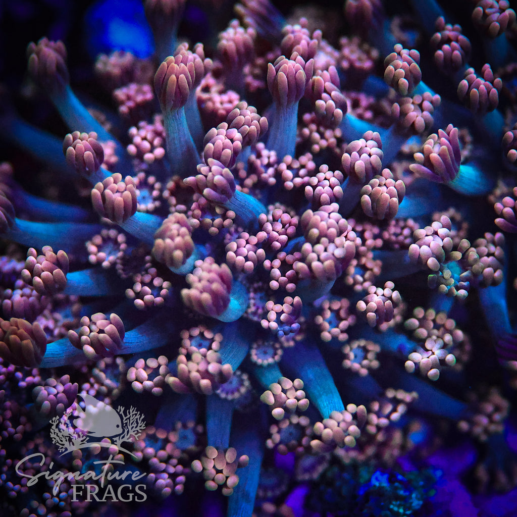 Orange Lash Blue Stem Alveopora