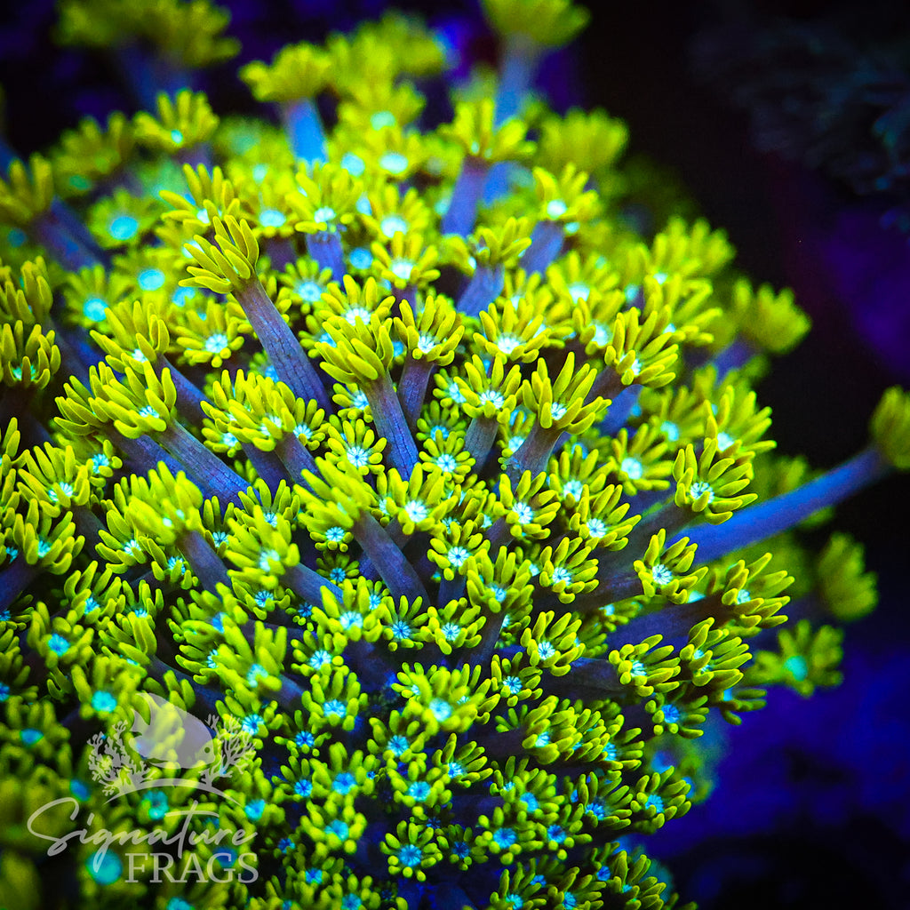 Green Lash Alveopora