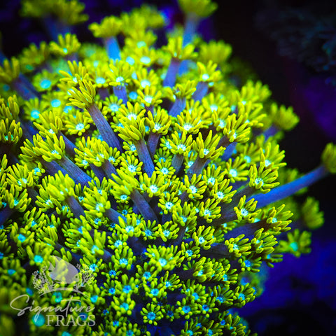 Green Lash Alveopora