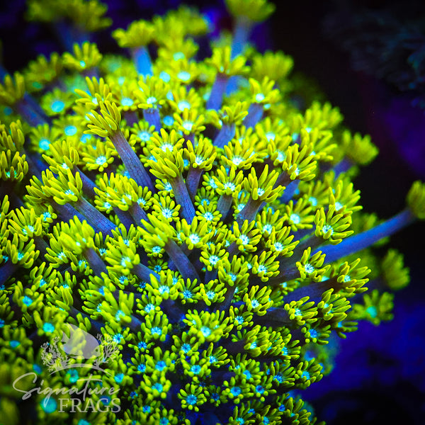 Green Lash Alveopora