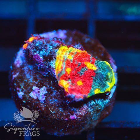 Rainbow Crush Chalice