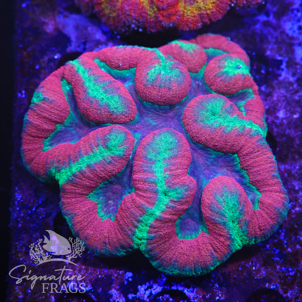 Rainbow Symphillia