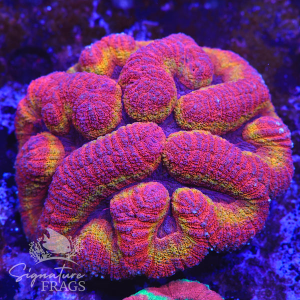 Rainbow Symphillia